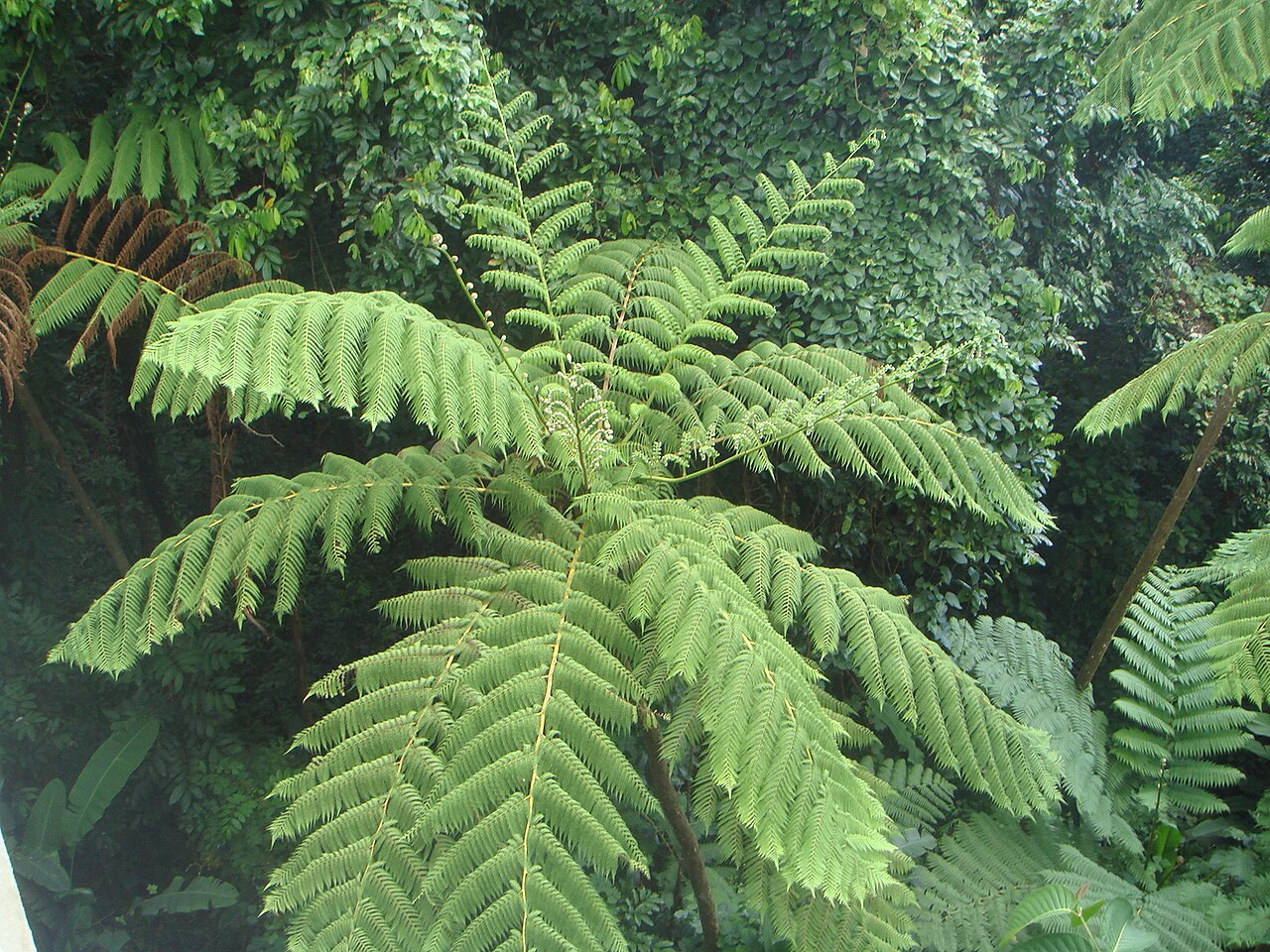 West Indian treefern: Helecho gigante en el Bosque pluvial el Yunque, Puerto Rico.