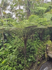 West Indian treefern (Cyathea arborea)