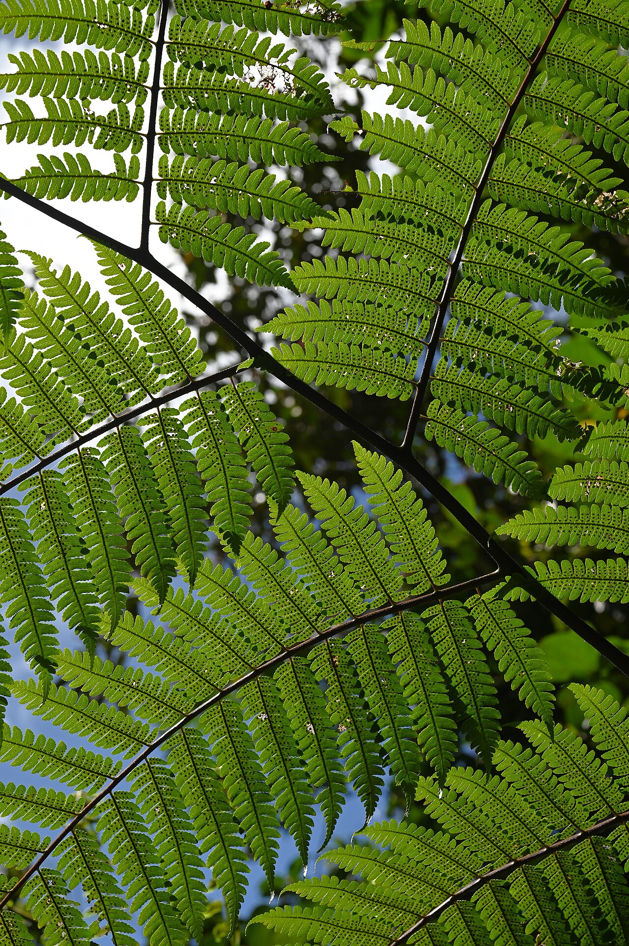 Cyathea aspera: Cyathea aspera on Mamelle de Petit Bourg on Guadeloupe