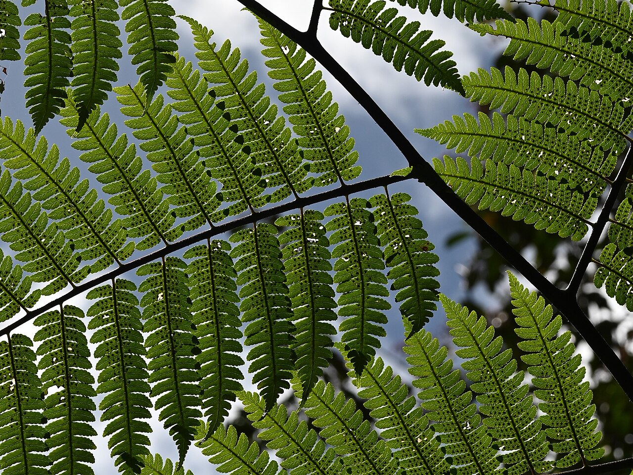 Cyathea aspera: Cyathea aspera on Mamelle de Petit Bourg on Guadeloupe