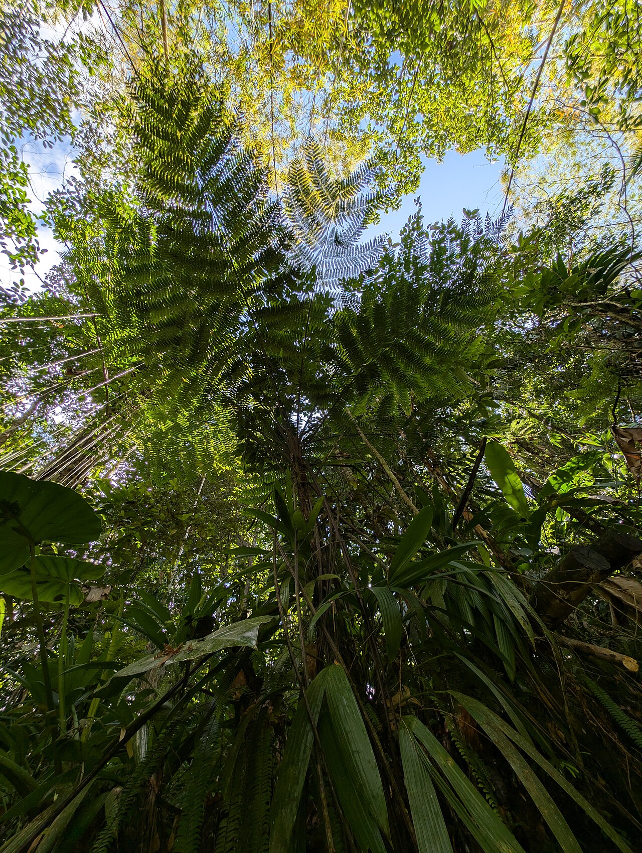 Cyathea aspera: Cyathea aspera near Sofaia S from Sainte-Rose on Guadeloupe