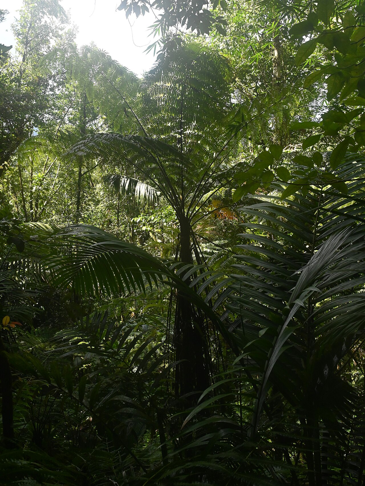 Cyathea aspera: Cyathea aspera on Mamelle de Petit Bourg on Guadeloupe
