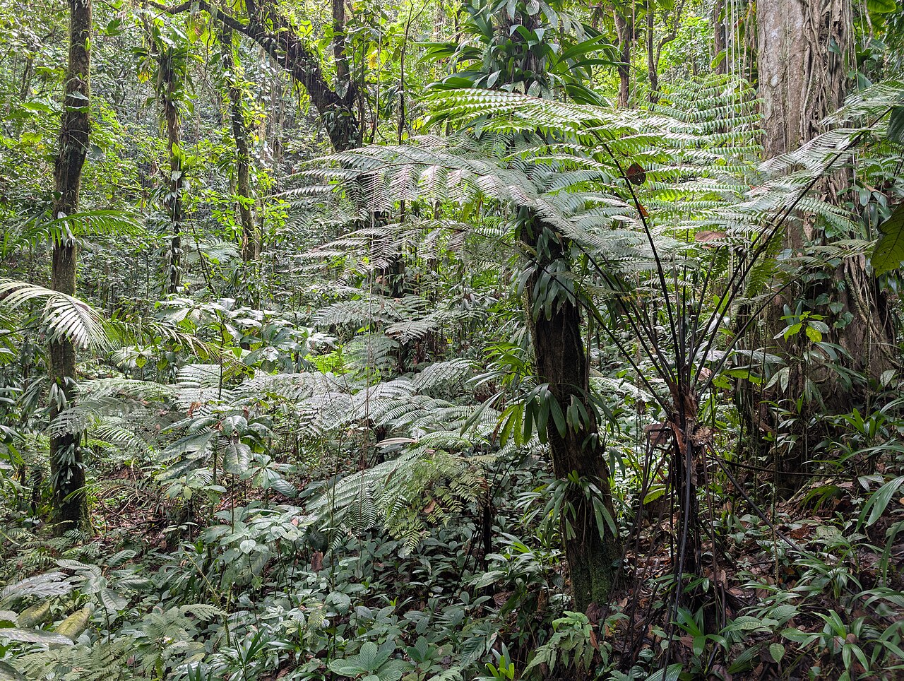 Cyathea aspera: Cyathea aspera on Mamelle de Pigeon on Guadeloupe