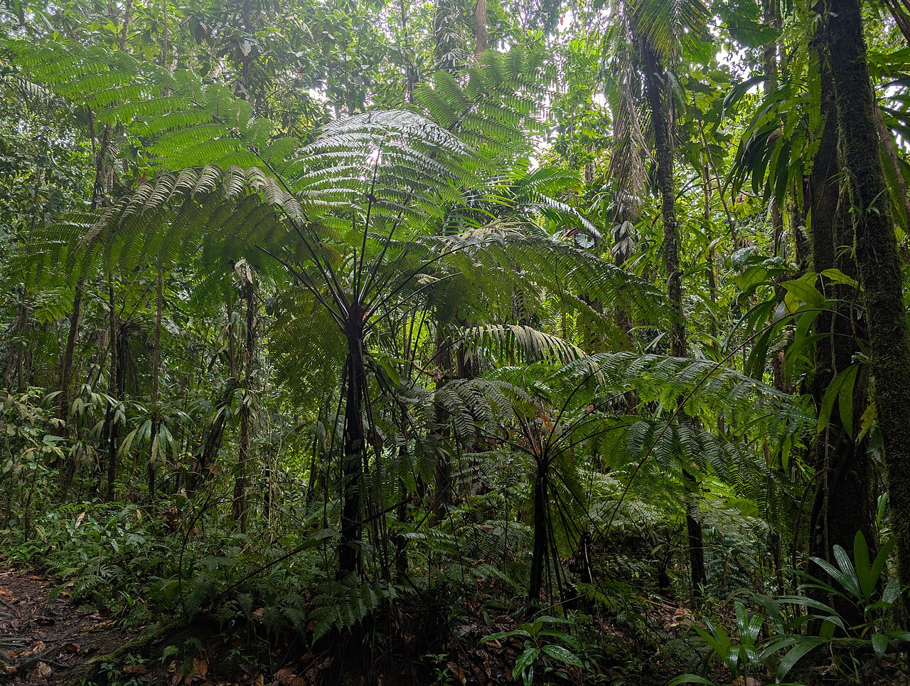 Cyathea aspera: Cyathea aspera on Mamelle de Pigeon on Guadeloupe