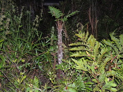 Cyathea atrovirens (Cyathea atrovirens)