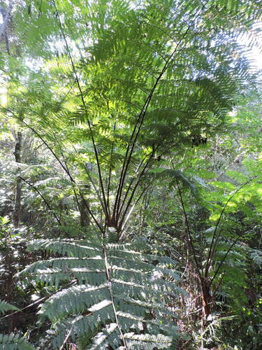Cyathea atrovirens (Cyathea atrovirens)