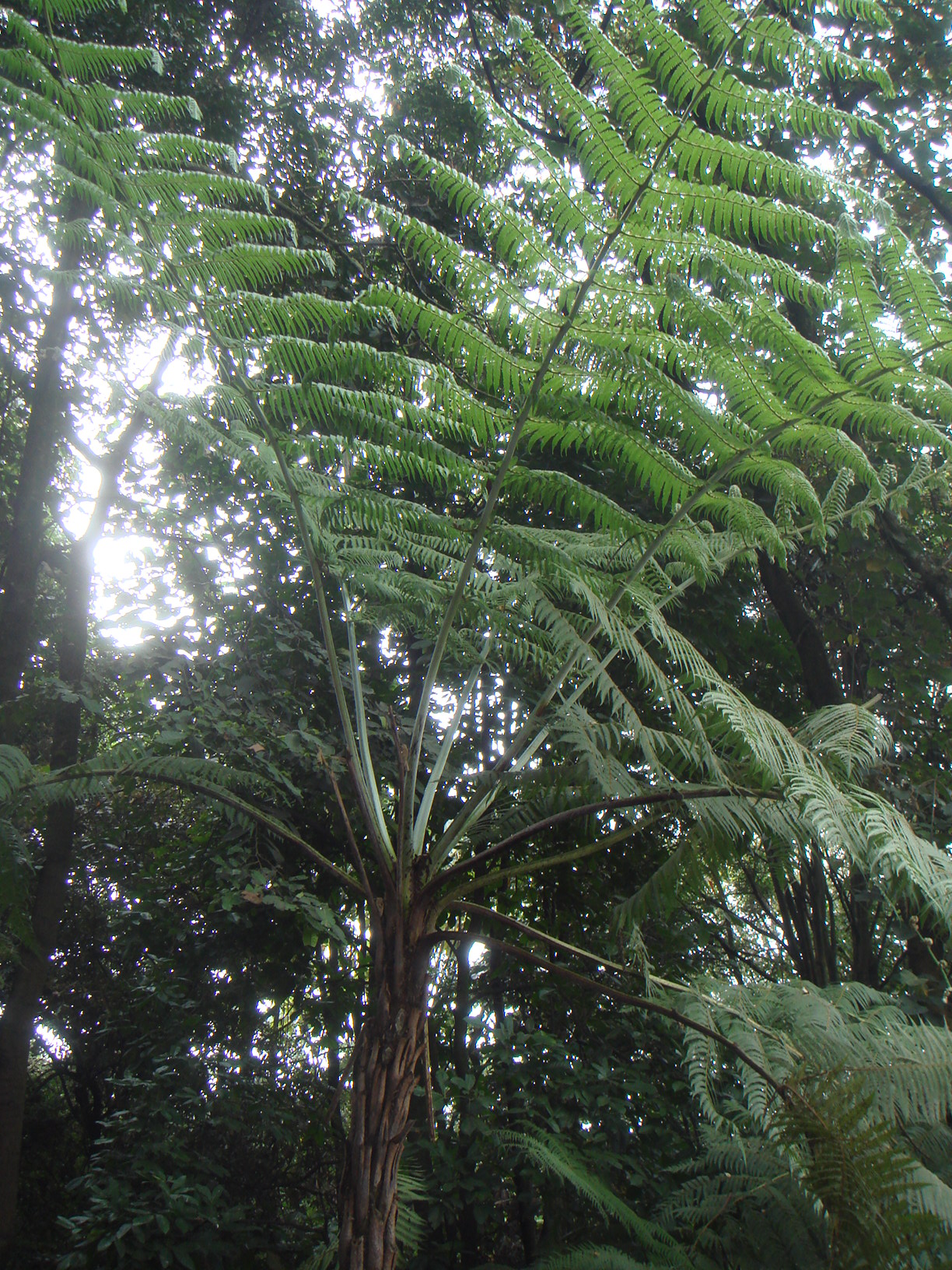 Cyathea caracasana: Palma boba ( Cyathea caracasana ), Jardín Botánico Celestino Mutis, Bogotá, Colombia.