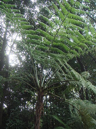 Cyathea caracasana: Palma boba ( Cyathea caracasana ), Jardín Botánico Celestino Mutis, Bogotá, Colombia.