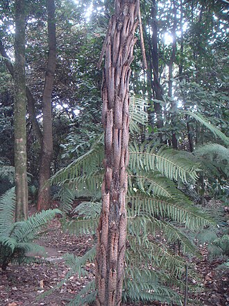 Cyathea caracasana: Palma boba ( Cyathea caracasana ) Jardín Botánico de Bogotá, Colombia.