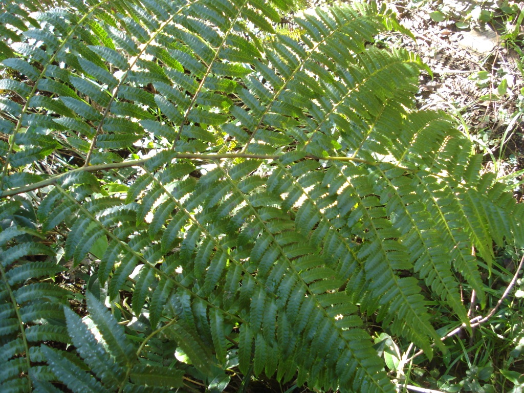 Cyathea delgadii: Cyathea delgadii http://sites.google.com/site/florasbs/home São Bento do Sul - Santa Catarina