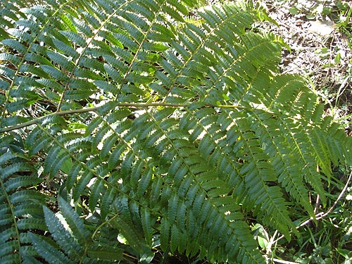 Cyathea delgadii: Cyathea delgadii http://sites.google.com/site/florasbs/home São Bento do Sul - Santa Catarina