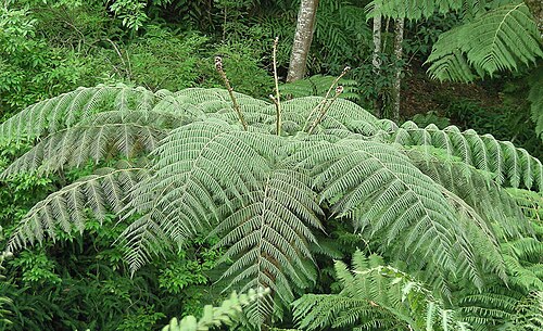 Cyathea delgadii: A tree fern with compound fronds, found in the tropical highlands from Costa Rica southward. Photo from near Armenia, Colombia In context at www.dixpix.ca/meso_