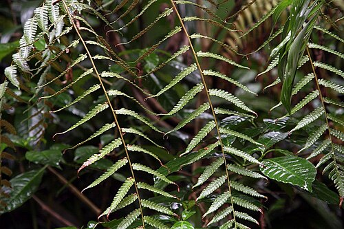 Cyathea divergens: Location taken: INBioparque, Santo Domingo de Heredia, Costa Rica. Names: Cyathea divergens var. sipaliwiniana Lehnert Classification: Plantae > Pteridophyta > 