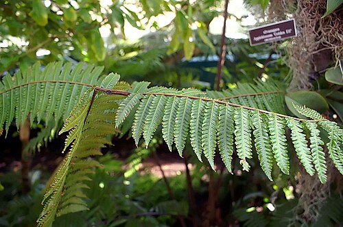 Cyathea divergens: Location taken: the New York Botanical Garden. Names: Cyathea divergens Kze. Classification: Plantae > Pteridophyta > Polypodiopsida > Cyatheales > Cyatheaceae 