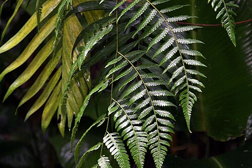 Cyathea divergens: Location taken: INBioparque, Santo Domingo de Heredia, Costa Rica. Names: Cyathea divergens var. sipaliwiniana Lehnert Classification: Plantae > Pteridophyta > 