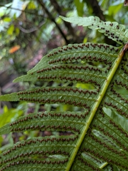 Cyathea grandifolia (Cyathea grandifolia)