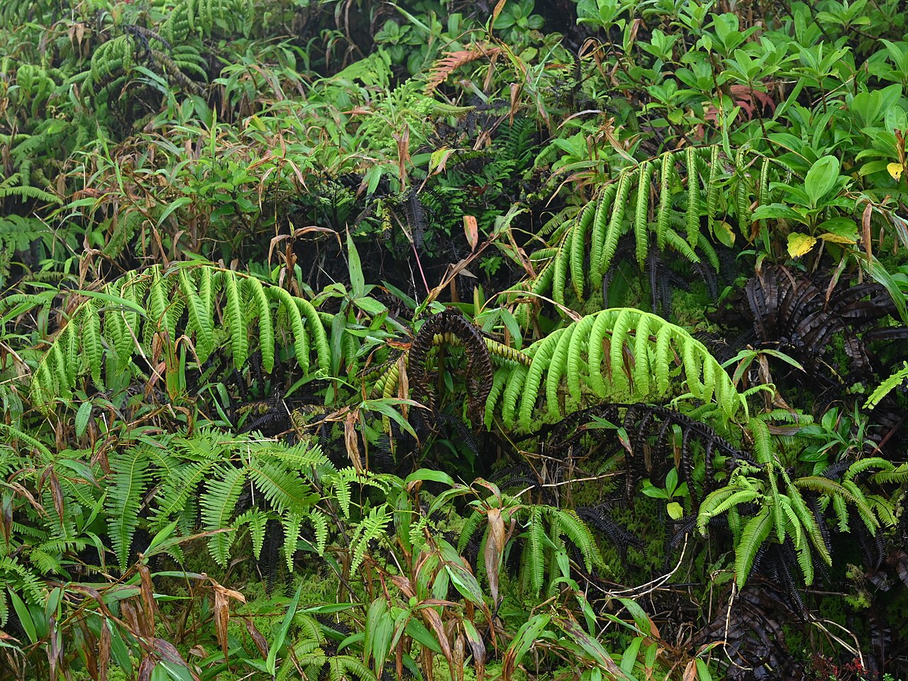 Cyathea grandifolia: Cyathea grandifolia between Les Bains Jaunes and La Soufriere, Basse-Terre on Guadeloupe