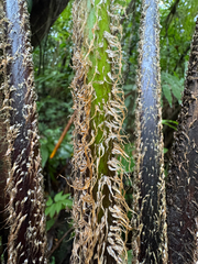 Cyathea grandifolia (Cyathea grandifolia)