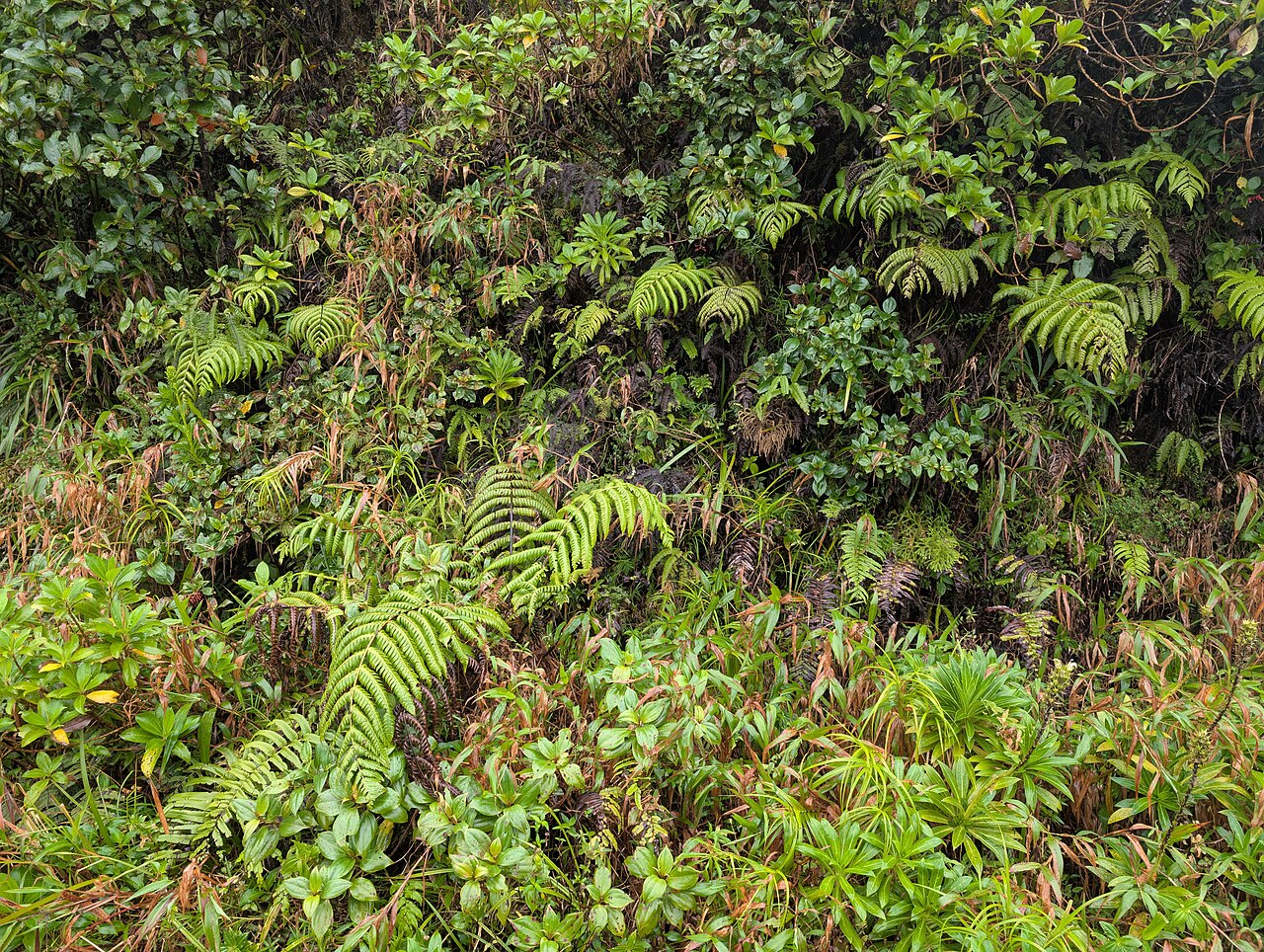 Cyathea grandifolia: Cyathea grandifolia at La Citerne near La Soufriere, Basse-Terre on Guadeloupe