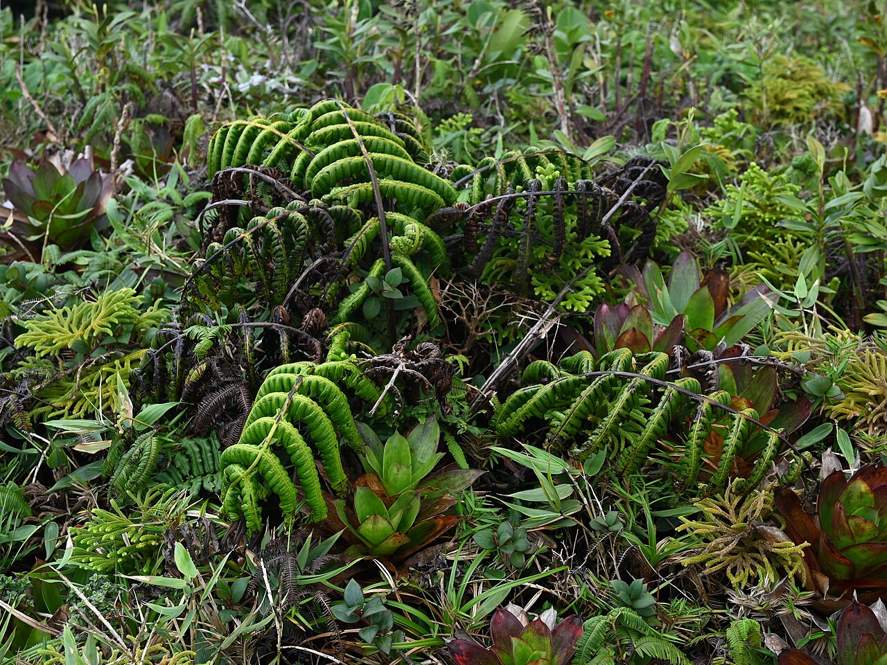 Cyathea grandifolia: Cyathea grandifolia at La Citerne near La Soufriere, Basse-Terre on Guadeloupe