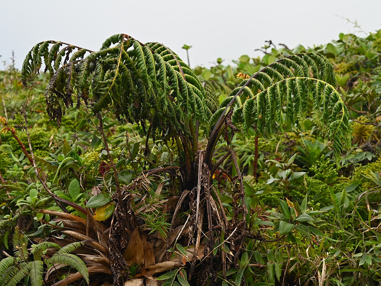Cyathea grandifolia: Cyathea grandifolia at La Citerne near La Soufriere, Basse-Terre on Guadeloupe