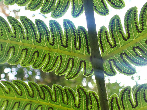 Cyathea grandifolia (Cyathea grandifolia)
