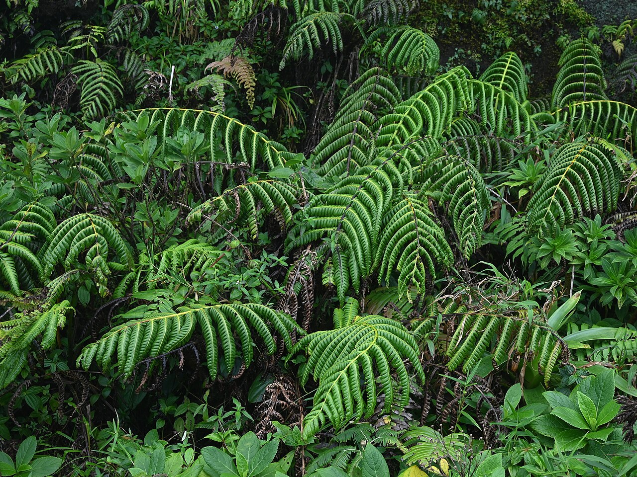 Cyathea grandifolia: Cyathea grandifolia at La Citerne near La Soufriere, Basse-Terre on Guadeloupe