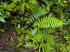 Cyathea grandifolia (Cyathea grandifolia)