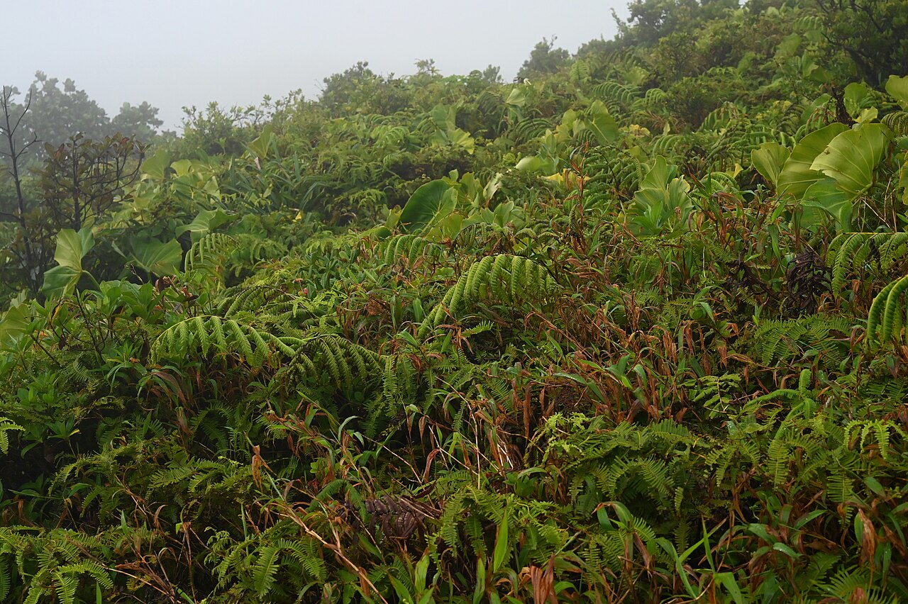 Cyathea grandifolia: Cyathea grandifolia between Les Bains Jaunes and La Soufriere, Basse-Terre on Guadeloupe