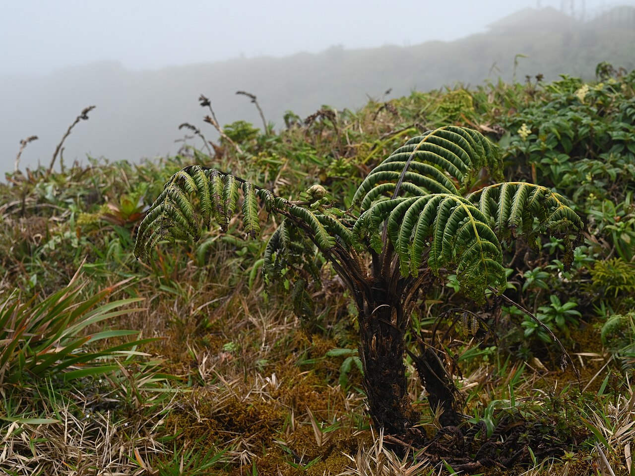 Cyathea grandifolia: Cyathea grandifolia at La Citerne near La Soufriere, Basse-Terre on Guadeloupe