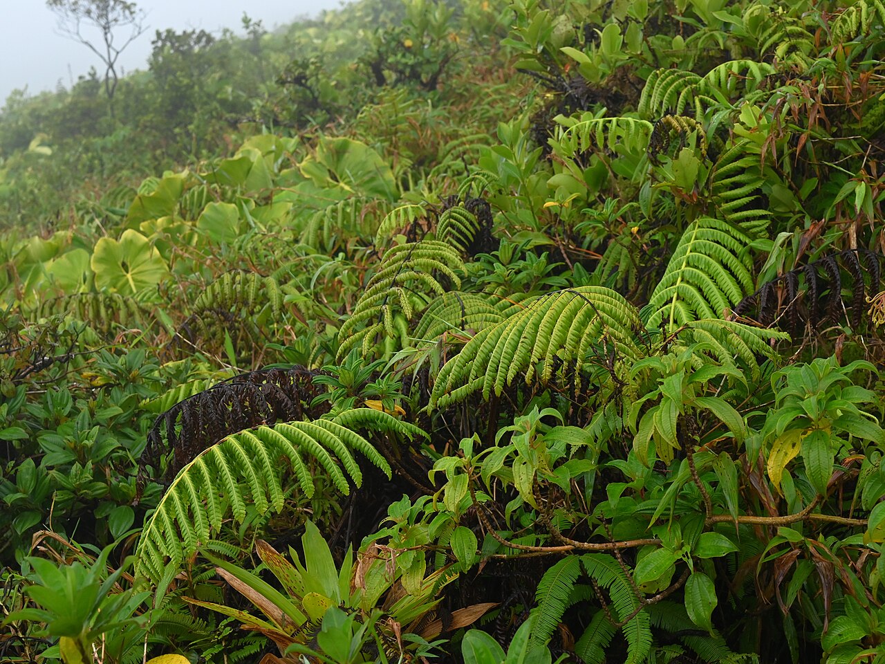 Cyathea grandifolia: Cyathea grandifolia between Les Bains Jaunes and La Soufriere, Basse-Terre on Guadeloupe