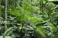 Cyathea hirsuta (Cyathea hirsuta)