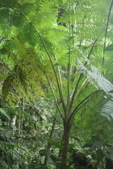 Cyathea hirsuta (Cyathea hirsuta)