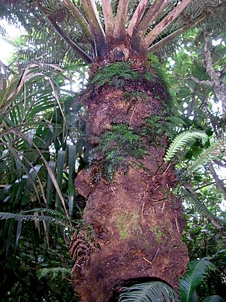 Cyathea howeana: Cyathea howeana, Mount Gower summit with other ferns. Lord Howe Island