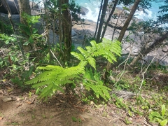 Cyathea leucofolis (Cyathea leucofolis)