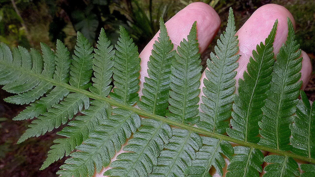 Cyathea microdonta: Cyathea microdonta (Desv.) Domin