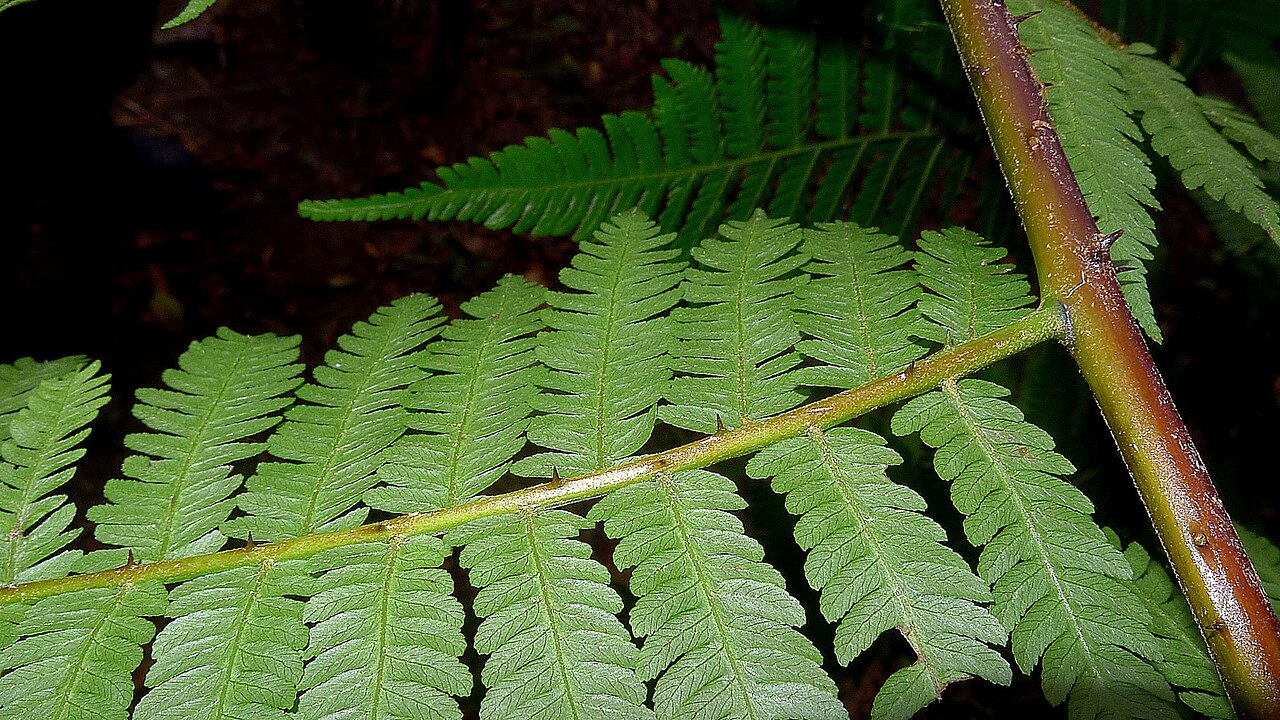 Cyathea microdonta: Cyathea microdonta (Desv.) Domin