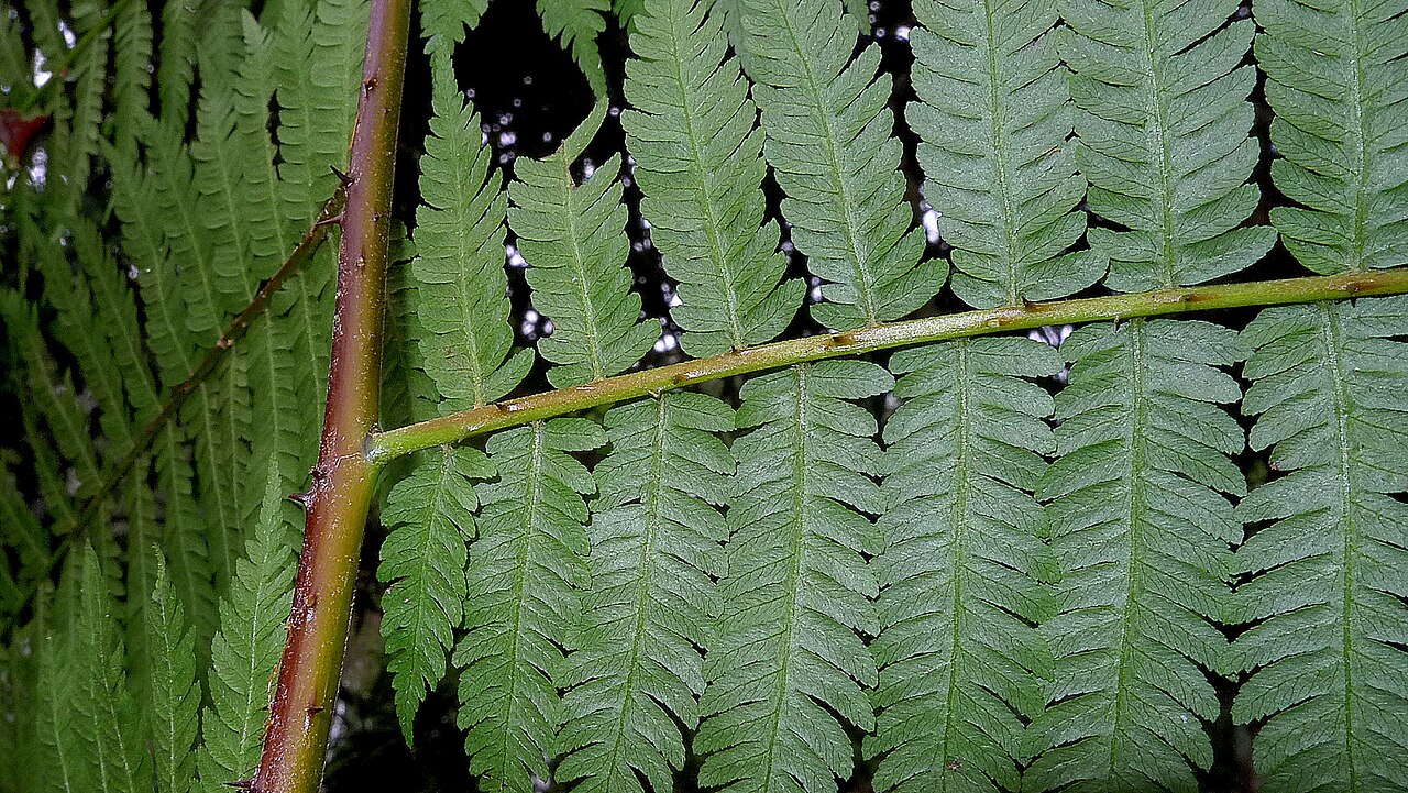 Cyathea microdonta: Cyathea microdonta (Desv.) Domin