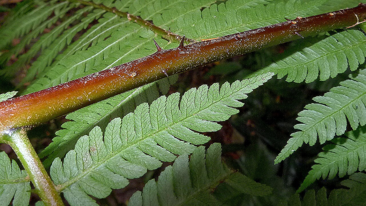 Cyathea microdonta: Cyathea microdonta (Desv.) Domin