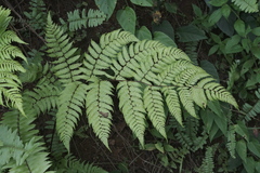Cyathea microdonta (Cyathea microdonta)