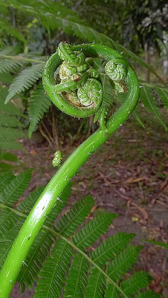 Cyathea microdonta: Cyathea microdonta (Desv.) Domin