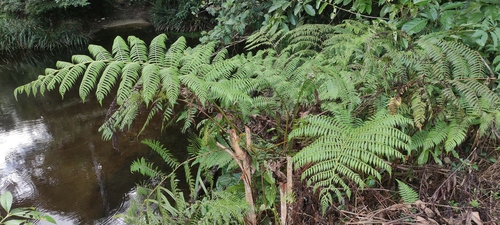 Cyathea microdonta (Cyathea microdonta)
