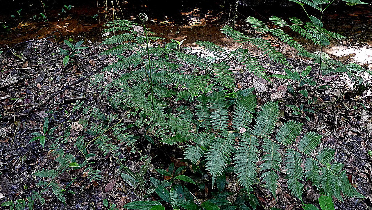 Cyathea microdonta: Cyathea microdonta (Desv.) Domin