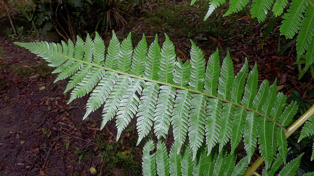 Cyathea microdonta: Cyathea microdonta (Desv.) Domin