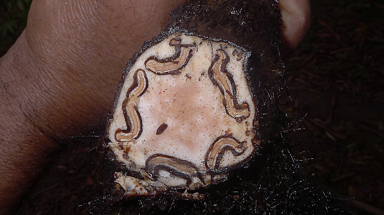 Cyathea microdonta: Cyathea microdonta (Desv.) Domin
