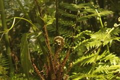 Cyathea microdonta (Cyathea microdonta)