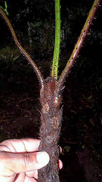 Cyathea microdonta: Cyathea microdonta (Desv.) Domin