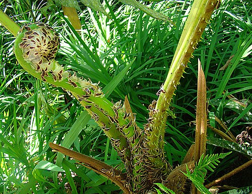 Spiny treefern: Cyathea pungens (spiny tree fern), Colombia