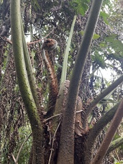 Cyathea tungurahuae (Cyathea tungurahuae)