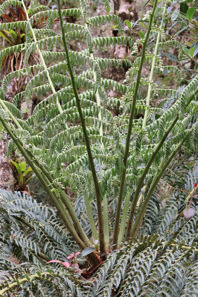 Cyathea tungurahuae (Cyathea tungurahuae)